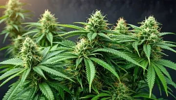 Federal Medical Marijuana Rescheduling Hands Dispensary Operators a Historic Tax Break